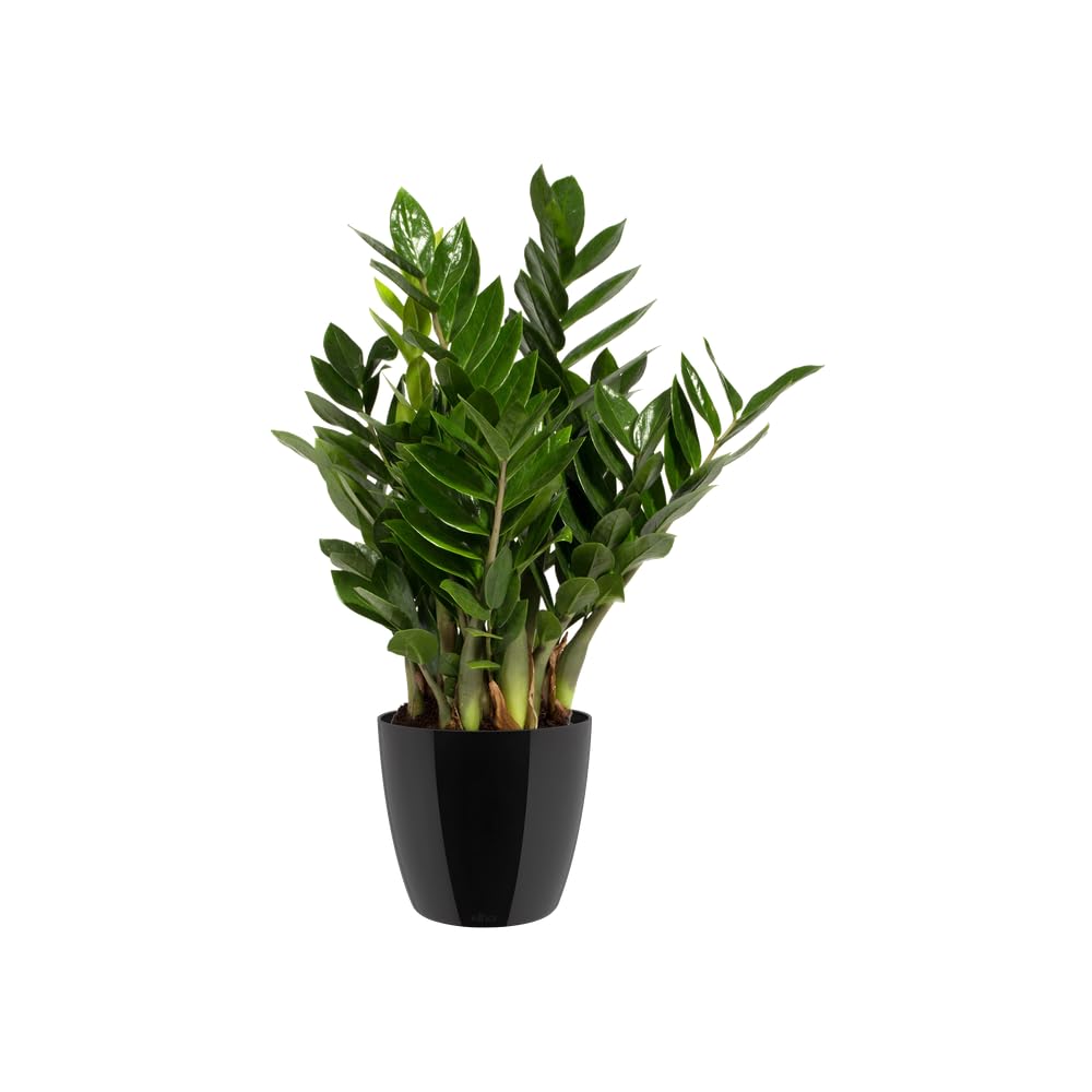 elho Brussels Blumentopf 22cm schwarz metallic rund für innen