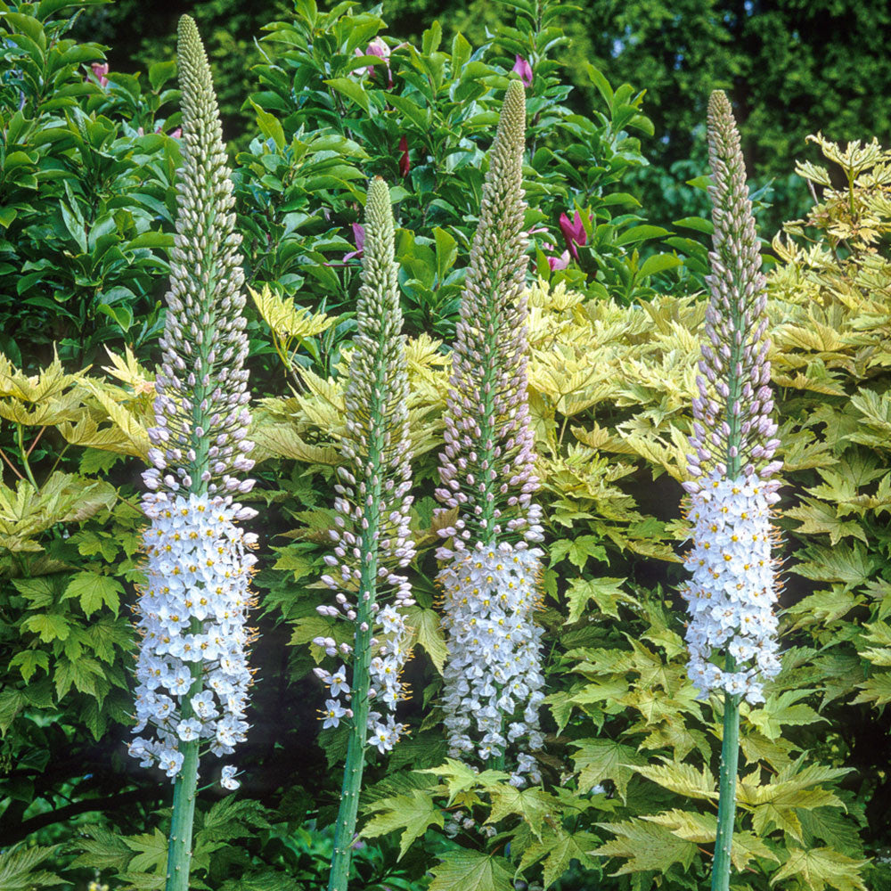 Sarah Raven Plants Eremurus robustus Staude 1 Wurzel