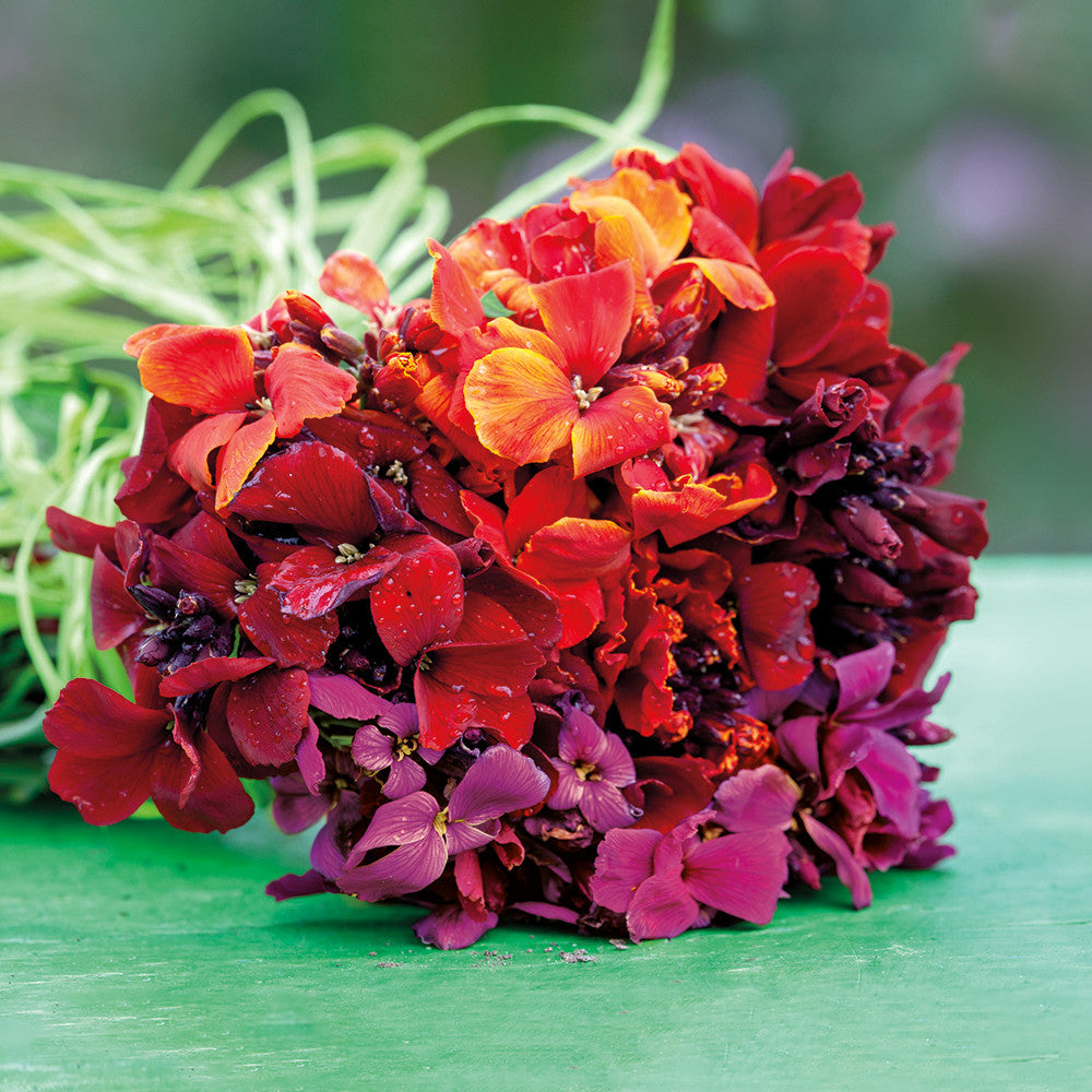 Sarah Raven Plants Rich Velvet Goldlack Samen 45 Samen duftend