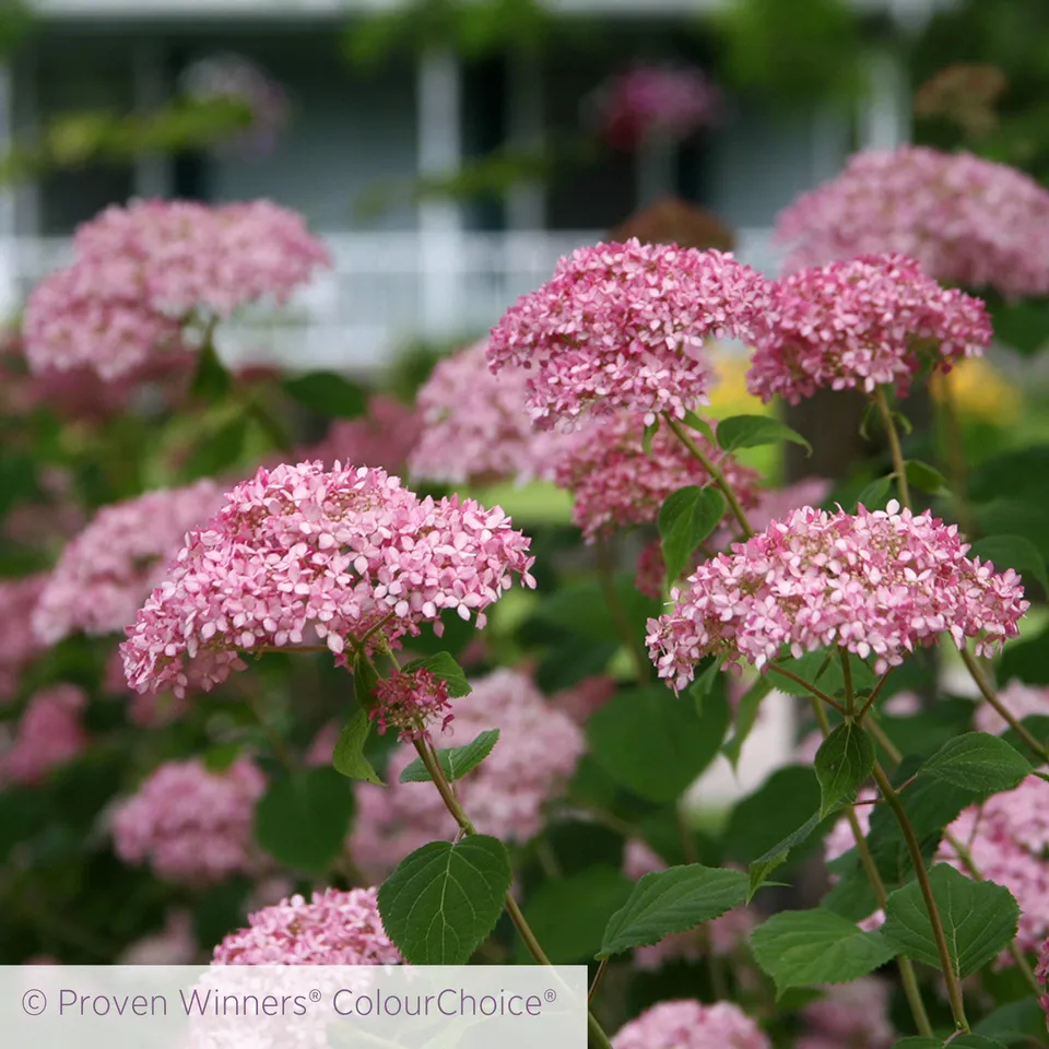 Sarah Raven Hortensie Invincibelle Spirit II 2 L Topf