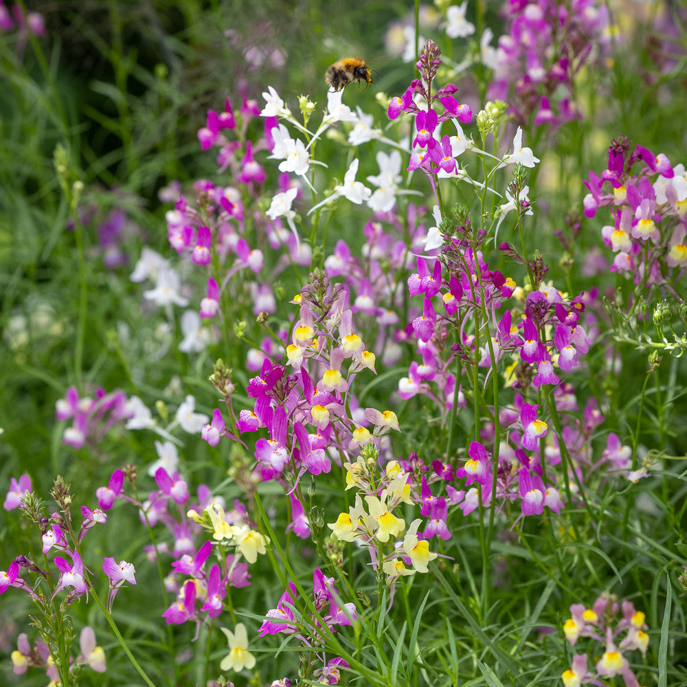 Sarah Raven Linaria maroccana Sweeties Blumensamen 500 Samen