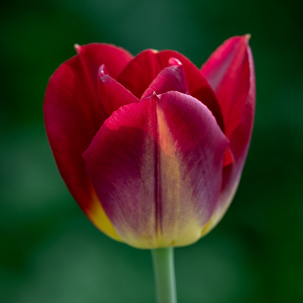 Sarah Raven Bulbs Mellow Tulip Blumenzwiebeln 25 Stück vintage