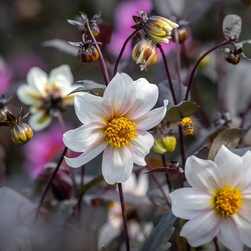 Sarah Raven Dahlie Dahlegria White Blumenzwiebel Knolle