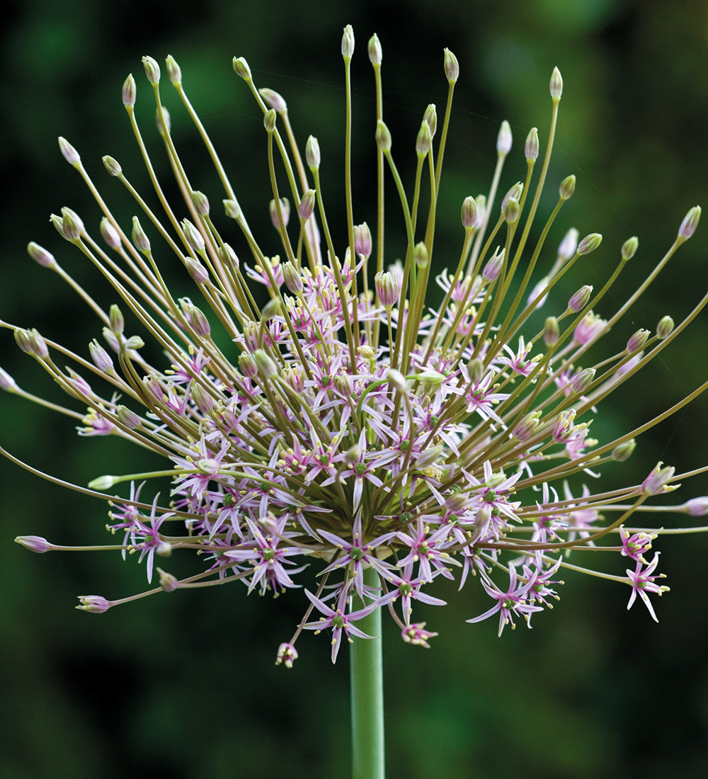 Sarah Raven Bulbs Successional Allium Kollektion Zwiebeln 21 Stück