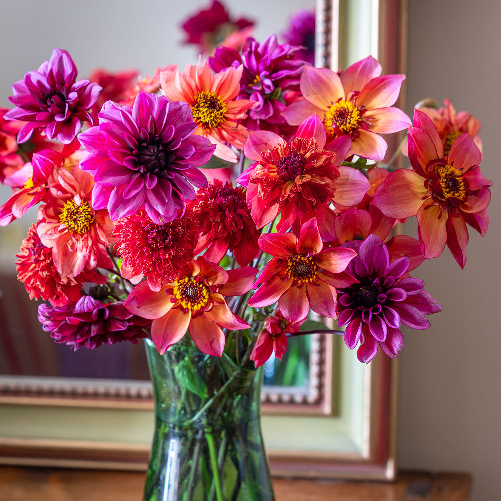 Sarah Raven Bulbs Boiled Sweet Dahlienknollen 3 Knollen
