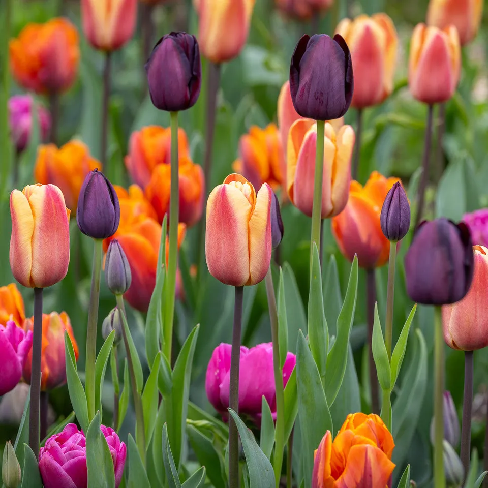 Sarah Raven Bulbs Wedding Hat Tulpenmix 60 Zwiebeln