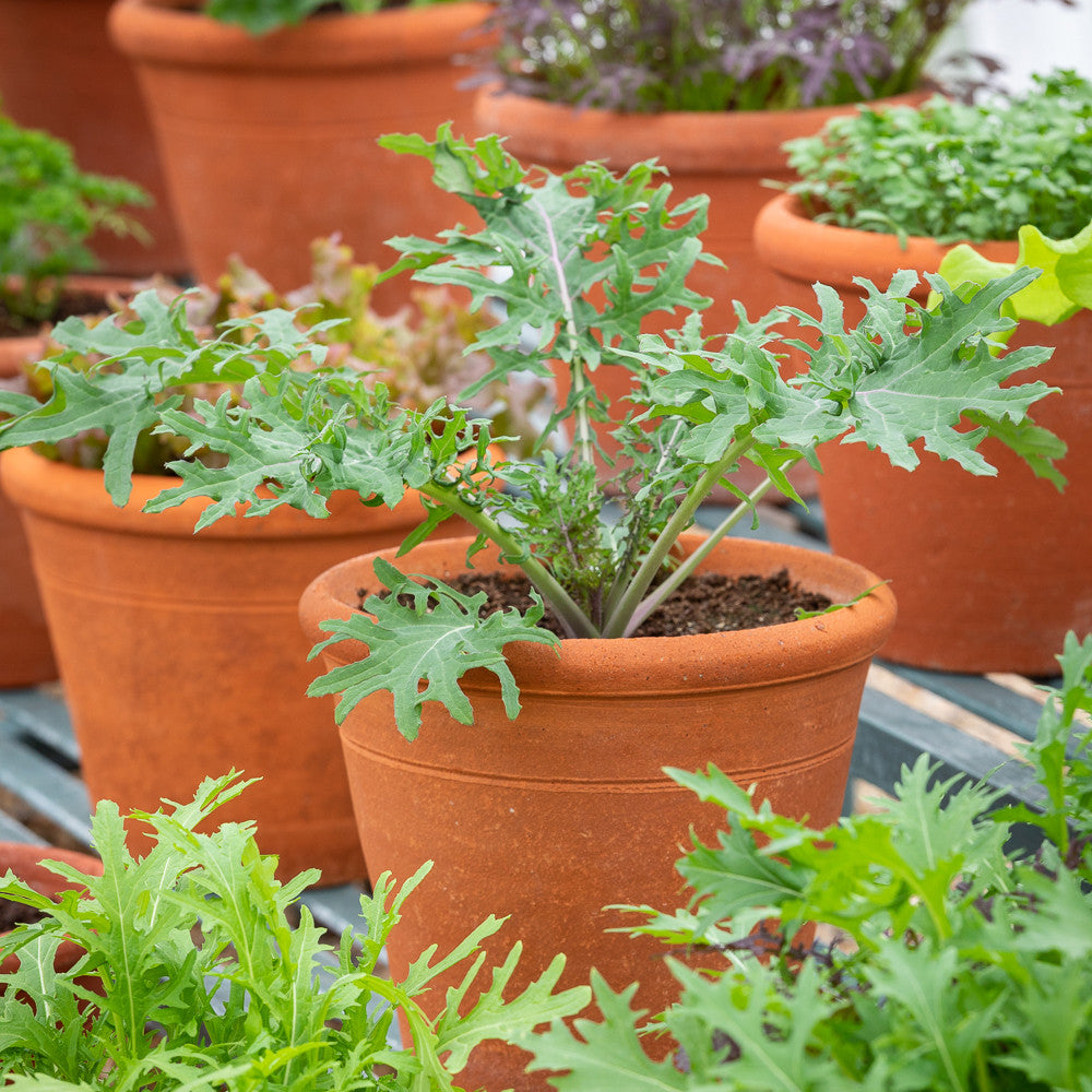 Sarah Raven Seeds Kale Red Russian Gemüsesamen 400 Samen schnellwachsend