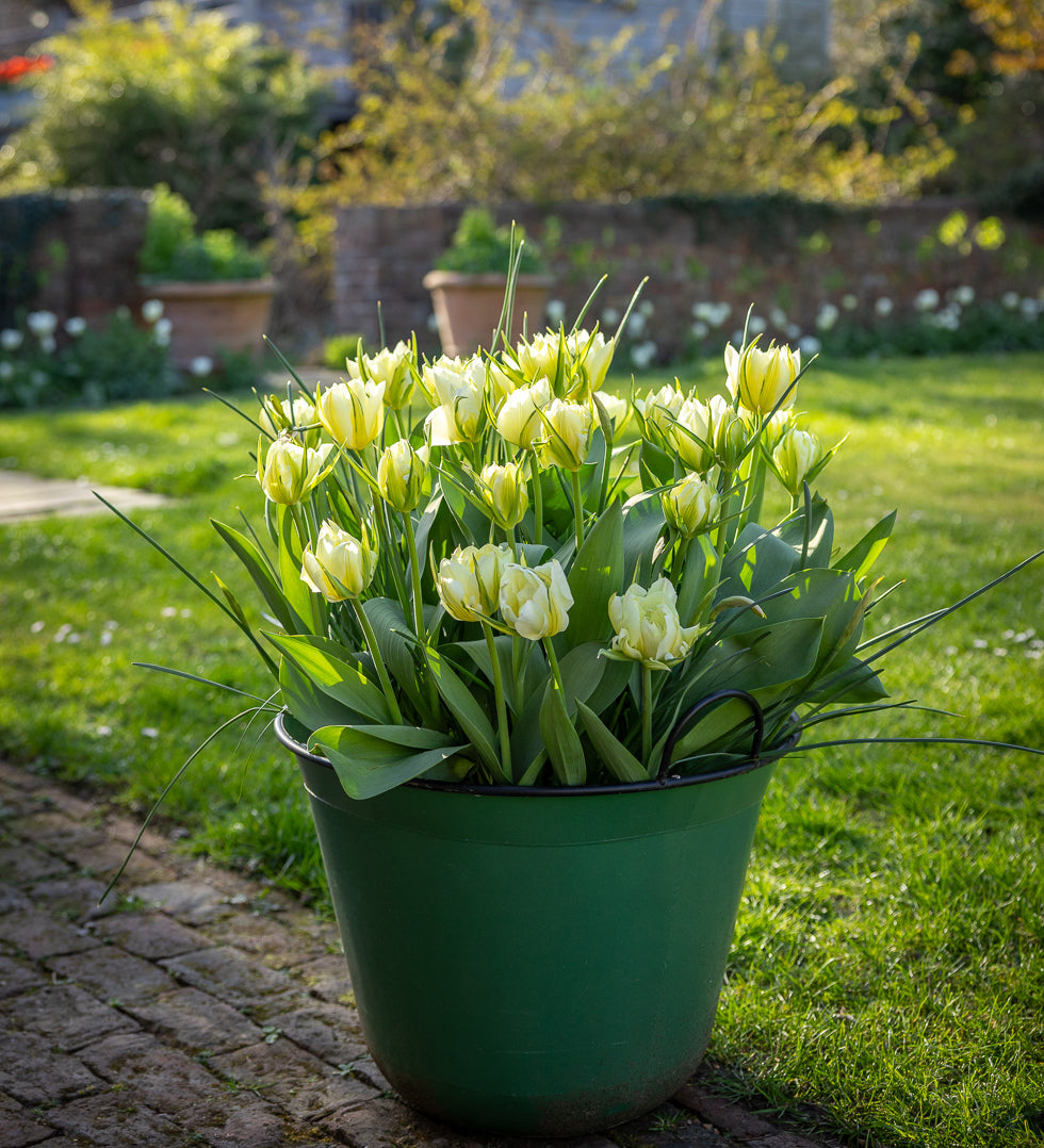 Sarah Raven Bulbs Brilliant Bulb Succession 45 Zwiebeln Topf