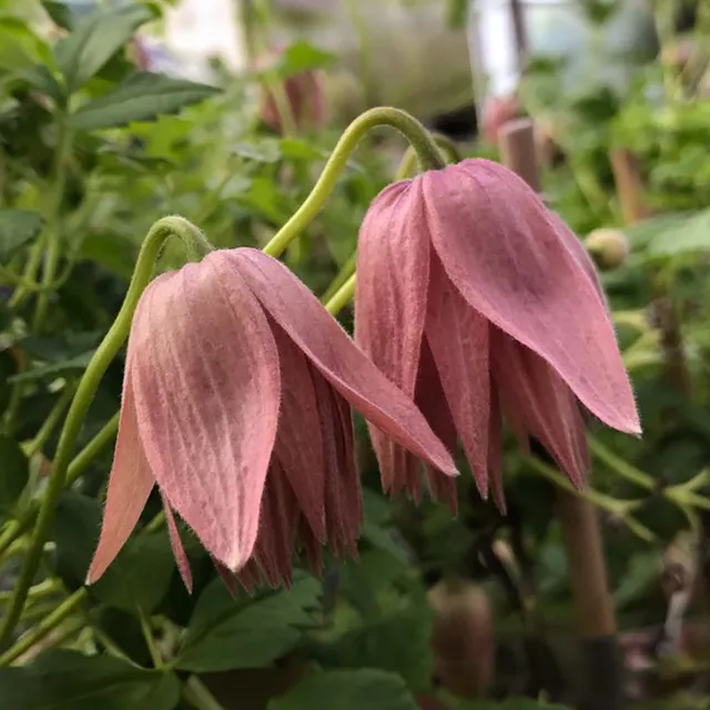 Sarah Raven Plants Clematis macropetala Country Rose Kletterpflanze 2L