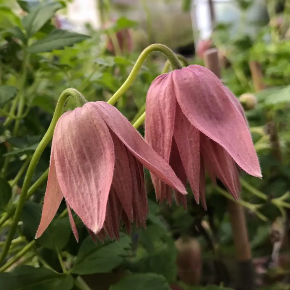 Sarah Raven Plants Clematis macropetala Country Rose Kletterpflanze 2L