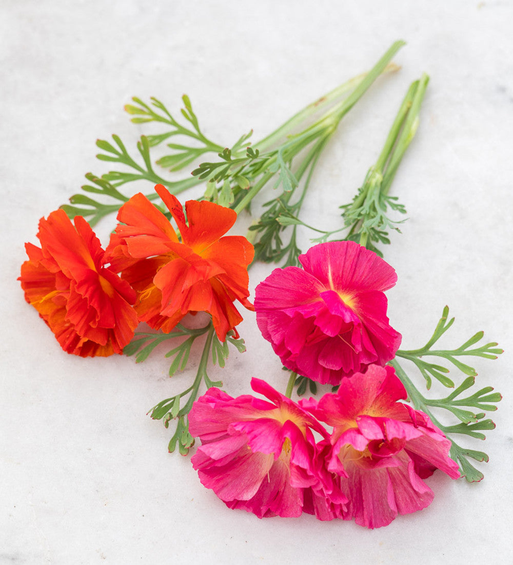 Sarah Raven Seeds Goldmohn Thai Silk Samen 200 Stück Mix