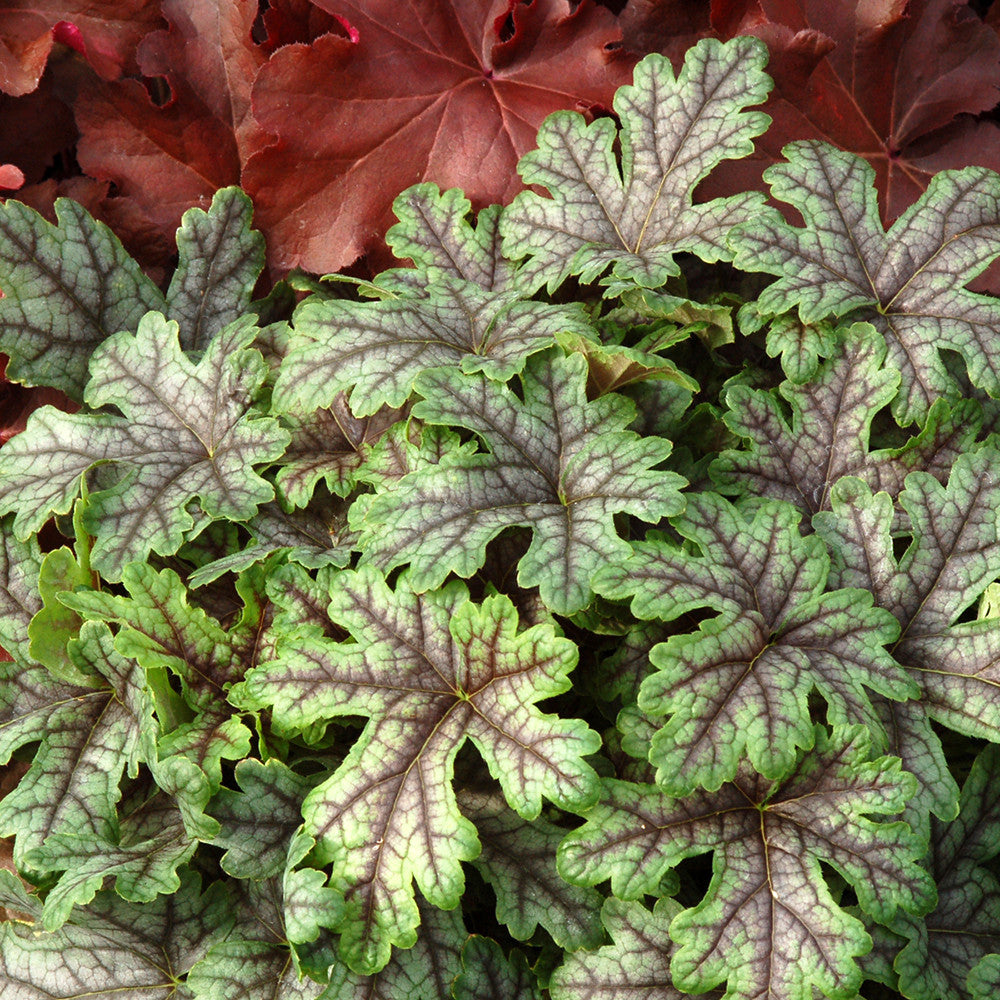 Sarah Raven Plants Heucherella Tapestry Staude 9cm Blattschmuck
