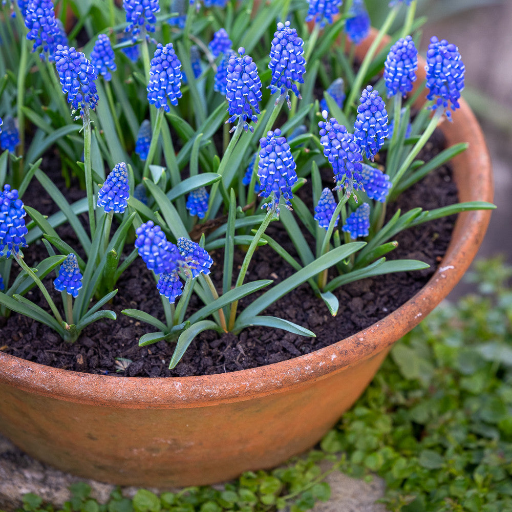Sarah Raven Classic Terracotta Bulb Bowls Pflanzschale M 25cm