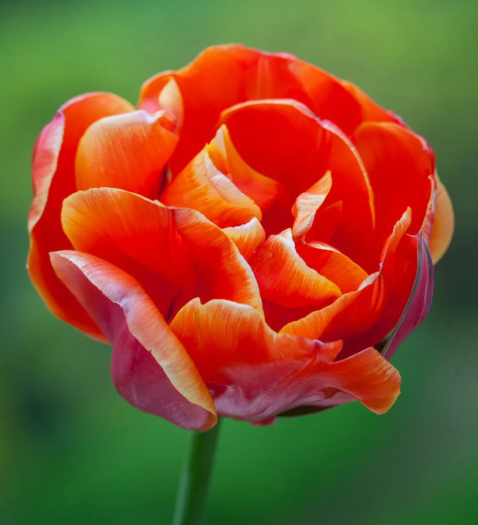 Sarah Raven Bulbs Tulpe Queensday Blumenzwiebeln 10 Stück hoch