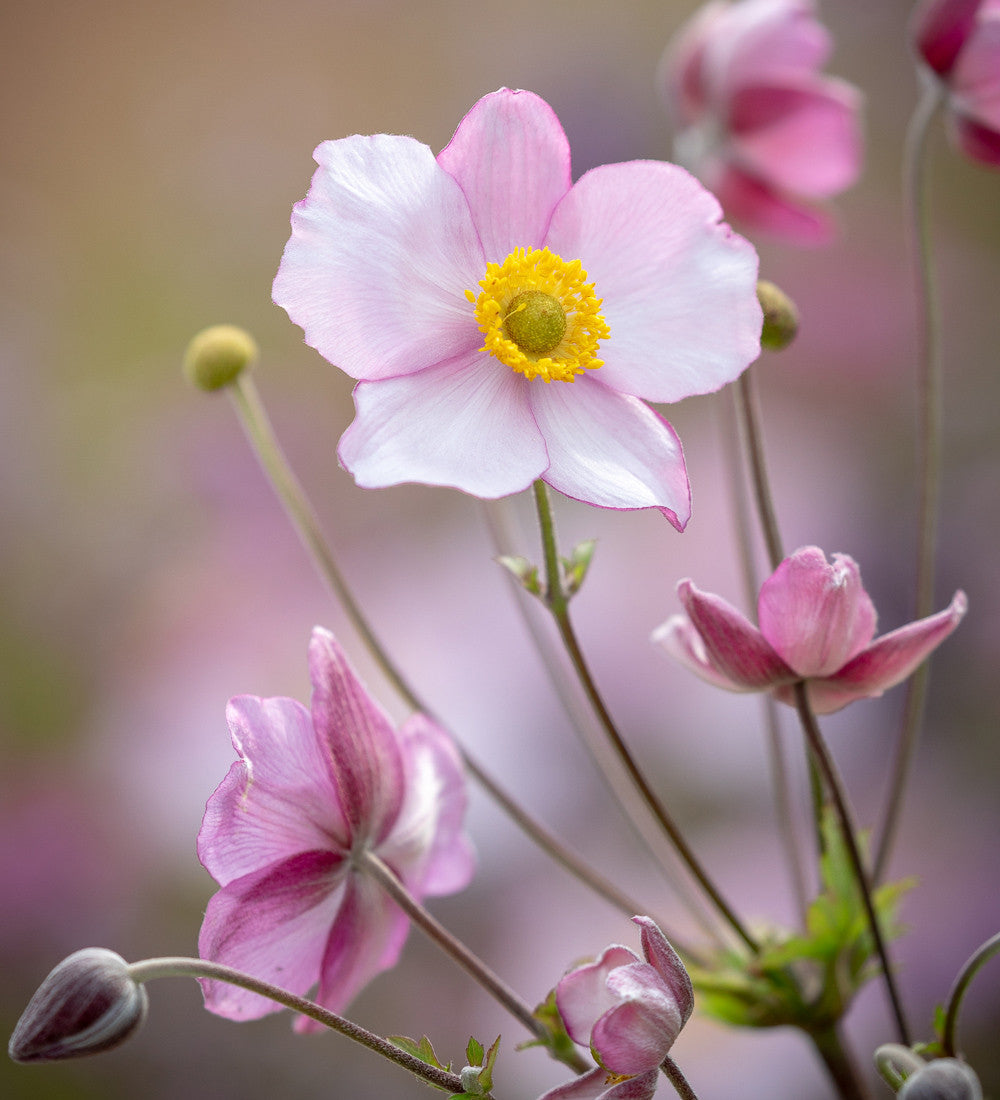 Sarah Raven Plants Anemonen und Astern Pflanzen 6 Töpfe Herbst