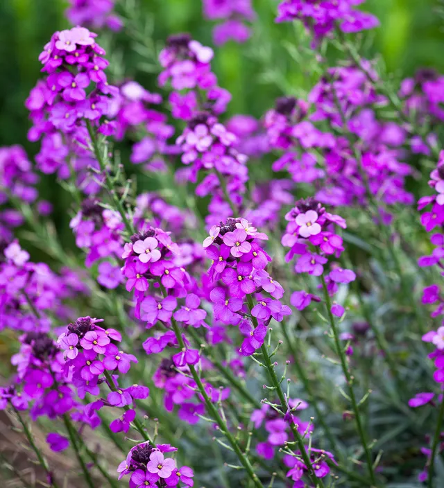 Sarah Raven Plants Erysimum Bowles Mauve Pflanze 3x 9cm lila Dauerblüher