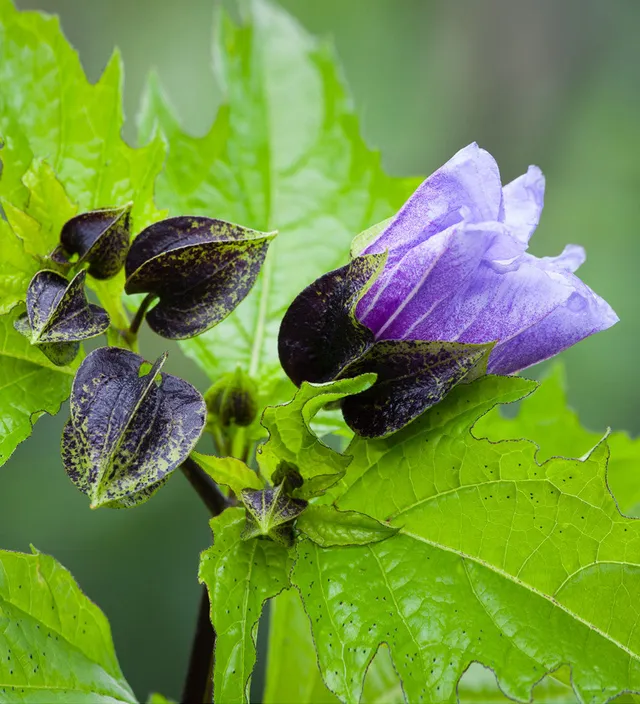 Sarah Raven Seeds Nicandra physalodes Blumensamen 200 Samen blau