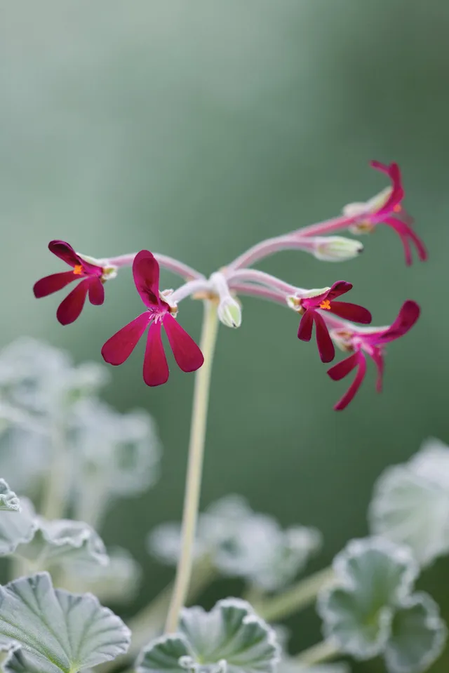 Sarah Raven Plants Pelargonium sidoides Pflanze 3x 9cm Töpfe