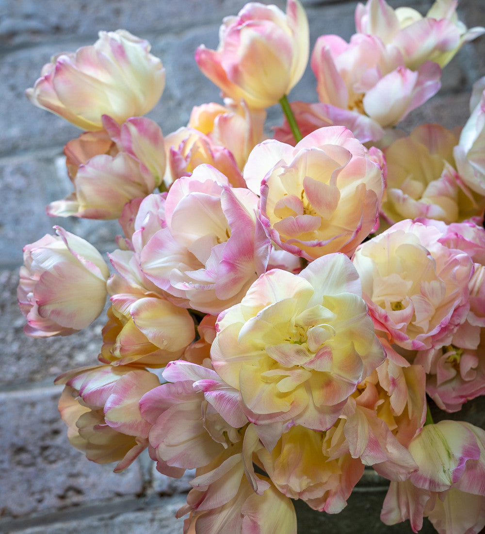 Sarah Raven Tulip Crème Upstar Blumenzwiebeln 10 Stück
