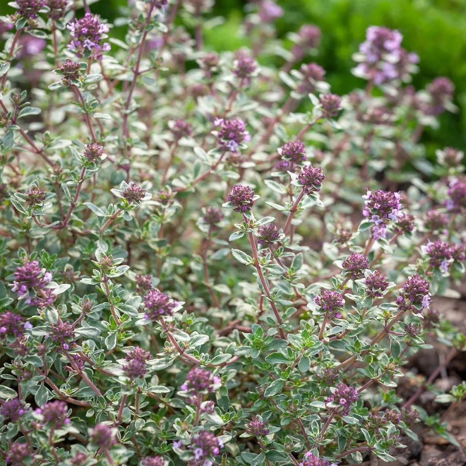 Sarah Raven Plants Thymus vulgaris Thymian Pflanze 2 Liter Topf