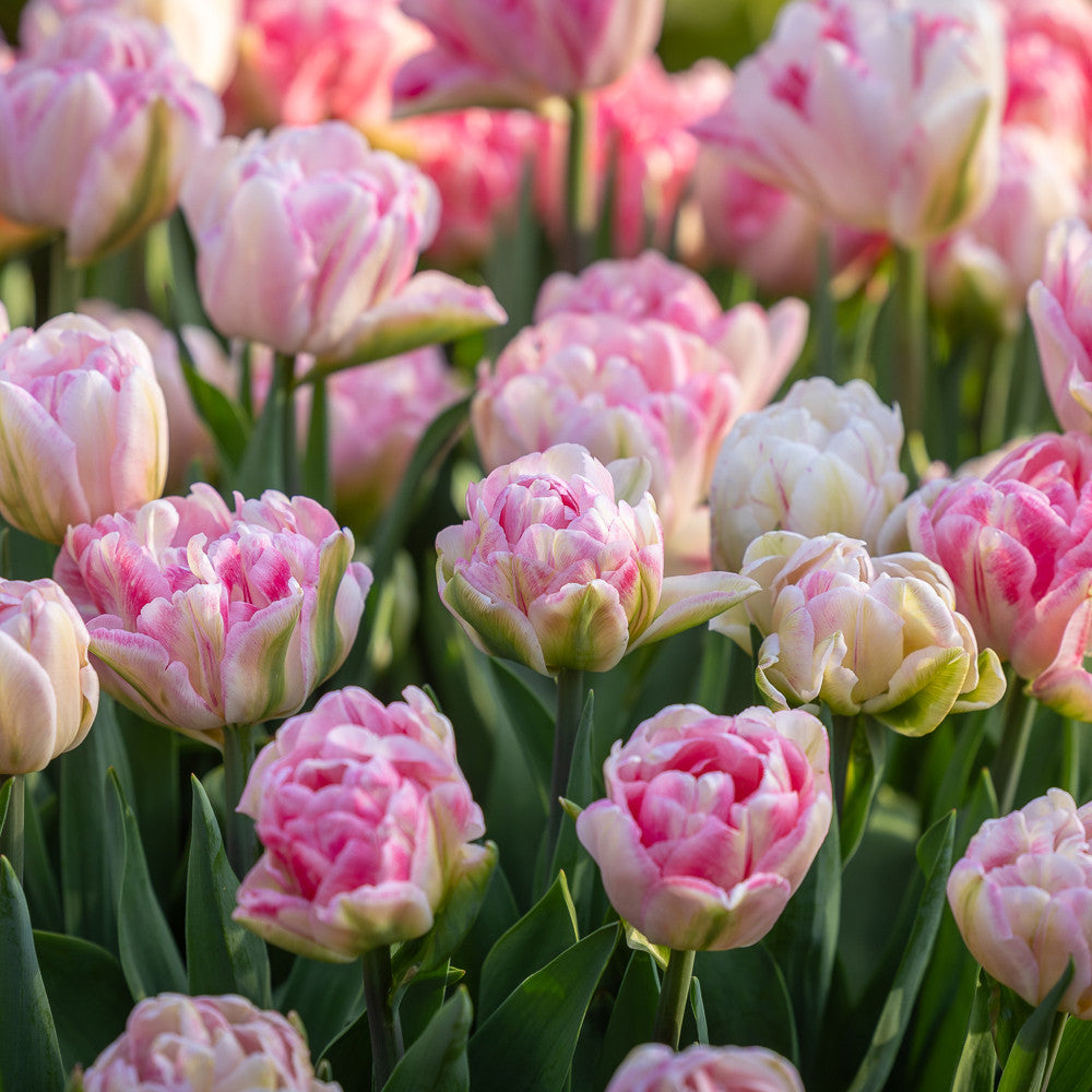 Sarah Raven Bulbs Tulip Foxtrot Tulpenzwiebeln 10 Stück rosa
