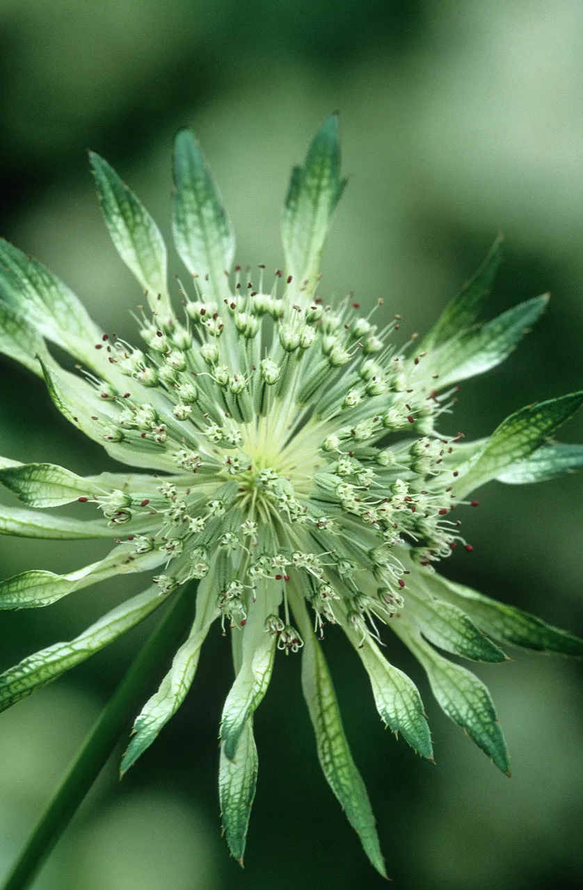 Sarah Raven Plants Astrantia Shaggy Sterndolde 1 x 2 Liter Halbschatten
