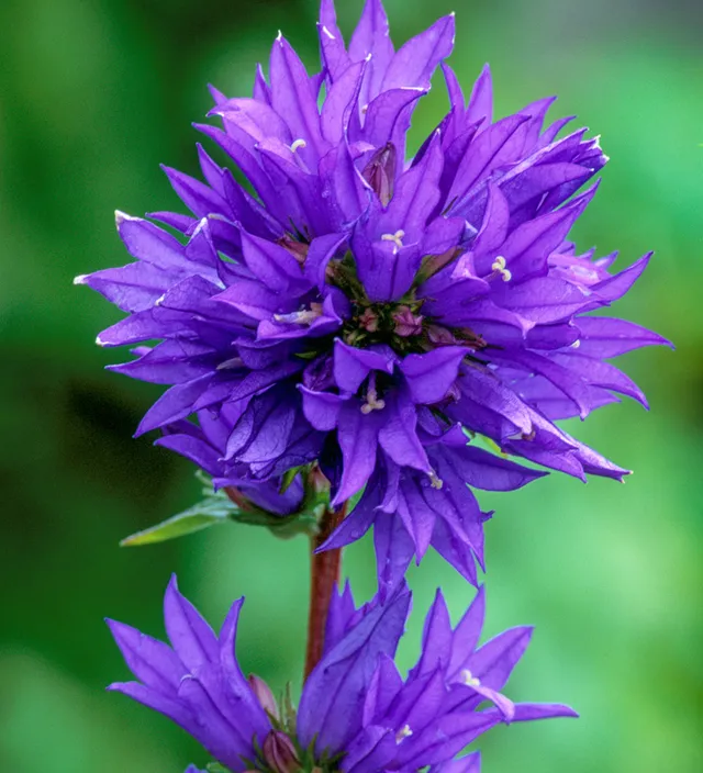 Sarah Raven Plants Campanula Superba Glockenblume 3x9cm lila
