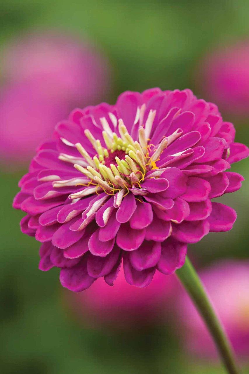 Sarah Raven Seeds Deep Zinnia Collection Samen 30 Samen rot