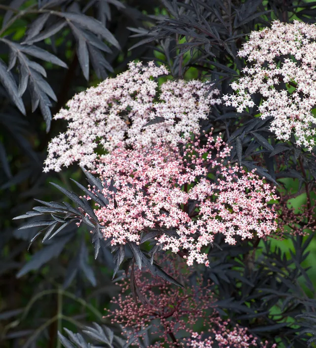 Sarah Raven Plants Sambucus Eva Pflanze 3-Liter-Topf dunkel