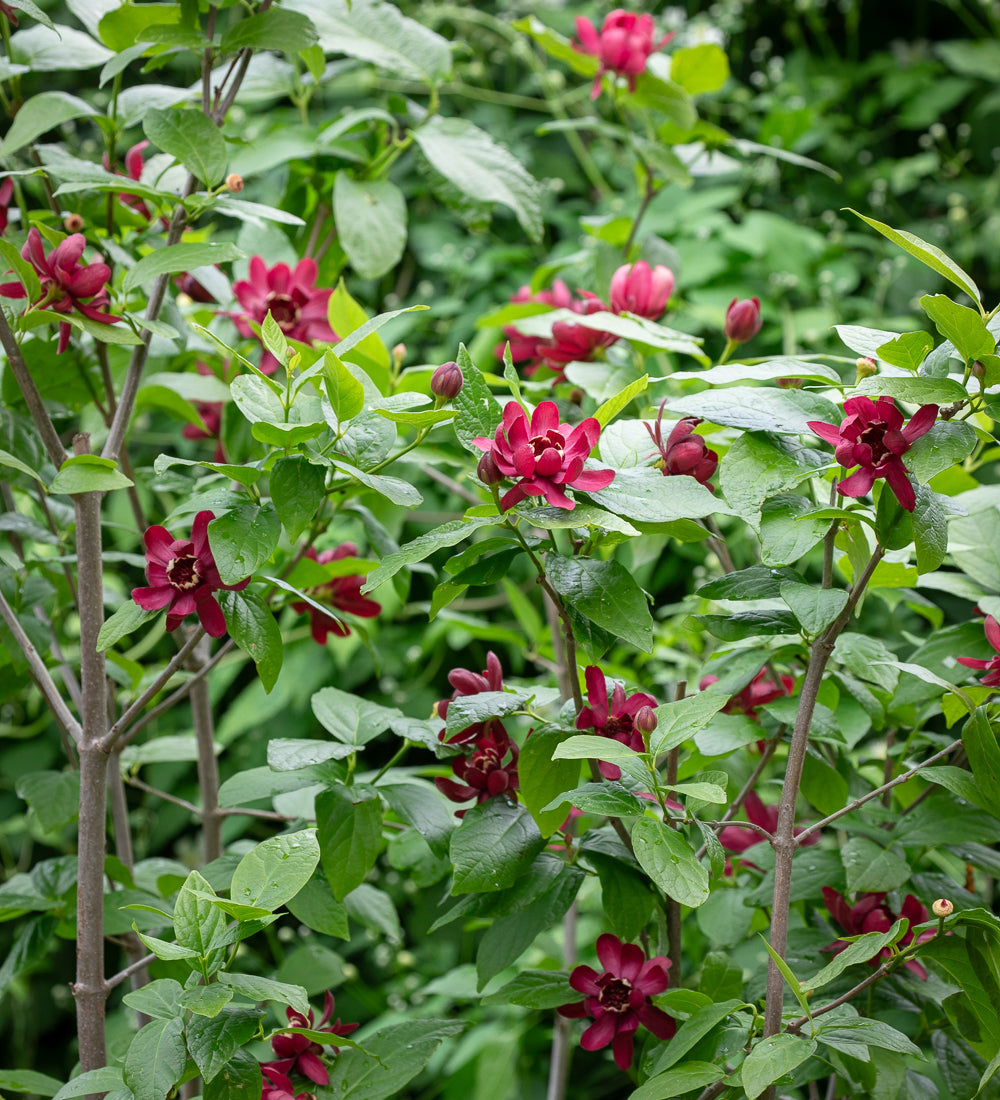 Sarah Raven Plants Calycanthus Aphrodite Pflanze 2 Liter Topf