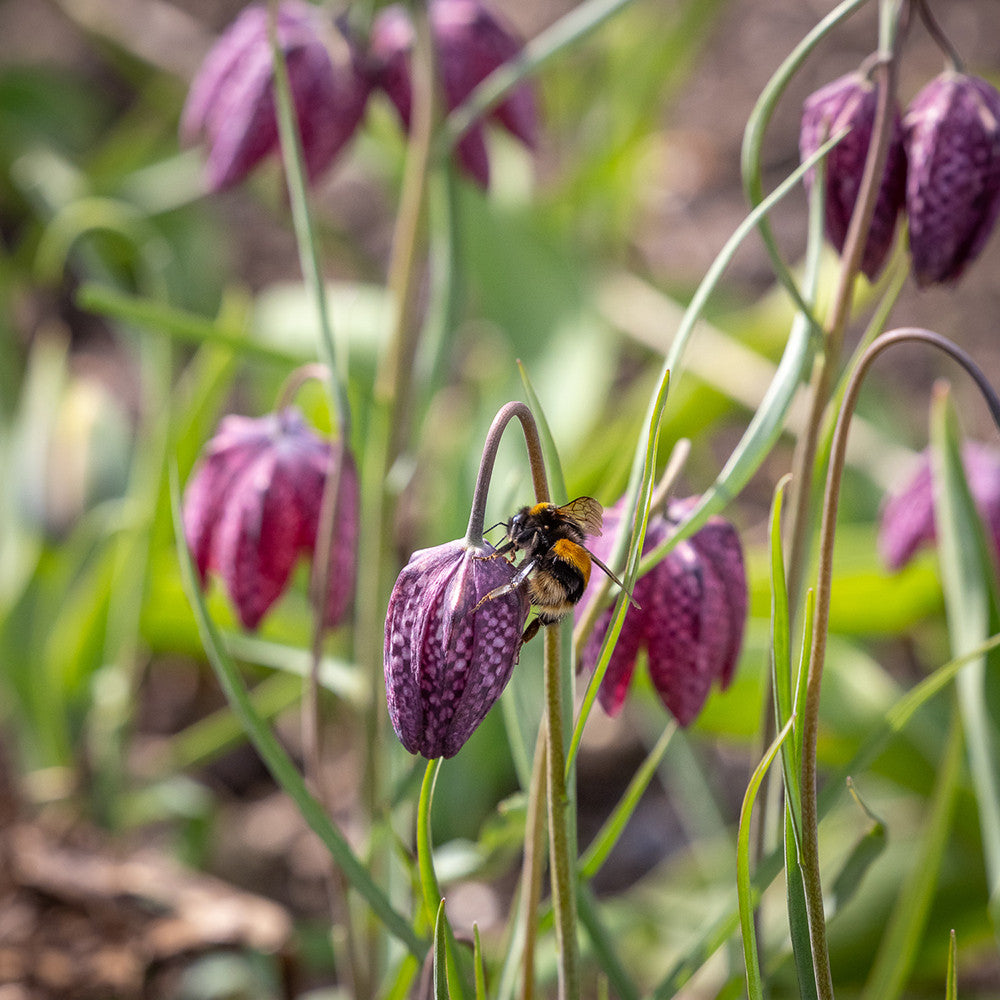 Sarah Raven Fritillaria meleagris Blumenzwiebeln 40 Stück Plum & White
