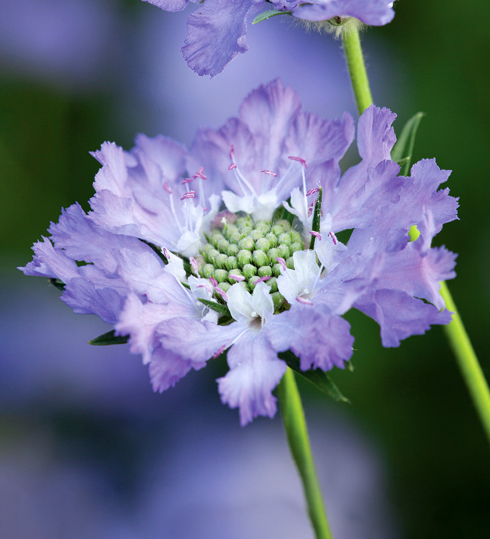 Sarah Raven Plants Scabiosa Perfecta Blue Pflanze 3x 9cm blau