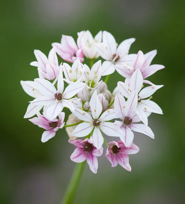 Sarah Raven Bulbs Allium Caméléon Blumenzwiebeln 15 Stk Juni