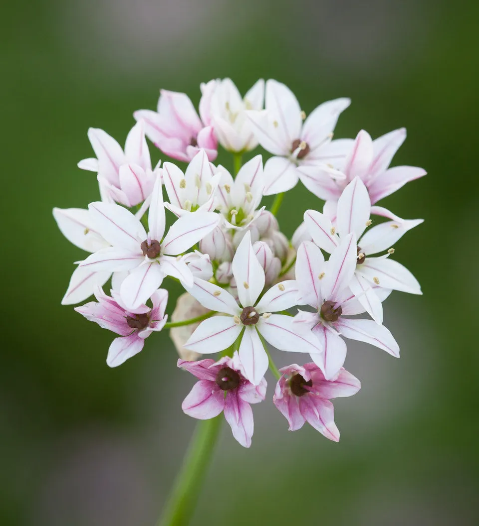 Sarah Raven Bulbs Allium Caméléon Blumenzwiebeln 15 Stk Juni