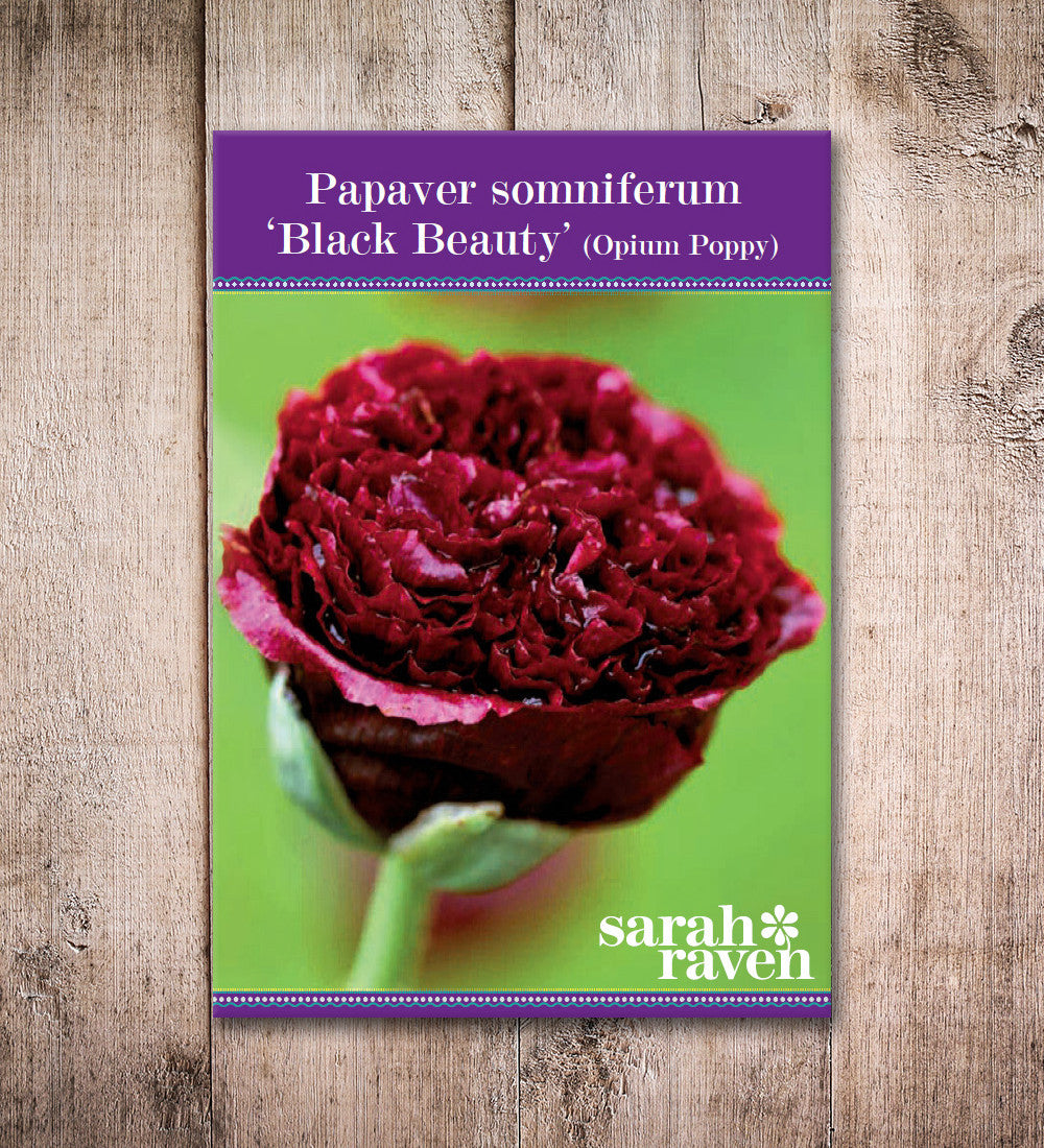 Sarah Raven Seeds Papaver somniferum Black Beauty Blumensamen 150 Samen