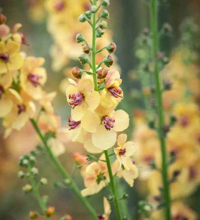 Sarah Raven Plants Verbascum Clementine Pflanze 3x9cm aprikot