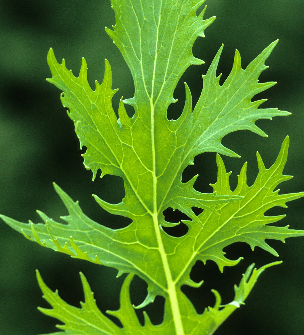 Sarah Raven Seeds Salad Leaf Autumn Winter Mix Samen 500 Samen winterhart