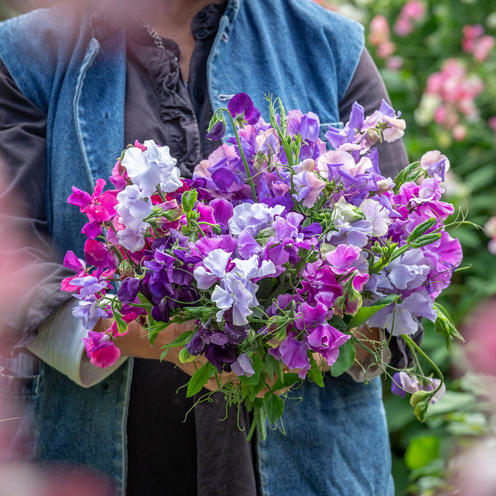 Sarah Raven Plants Sweet Pea Collection Duftwicke 20 Setzlinge duftend