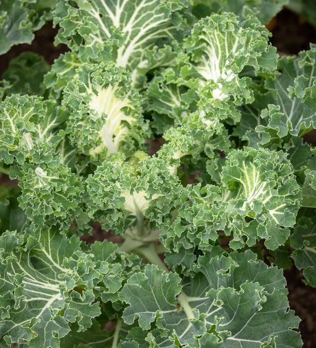 Sarah Raven Seeds Kale Emerald Ice Grünkohl 30 Samen Salat