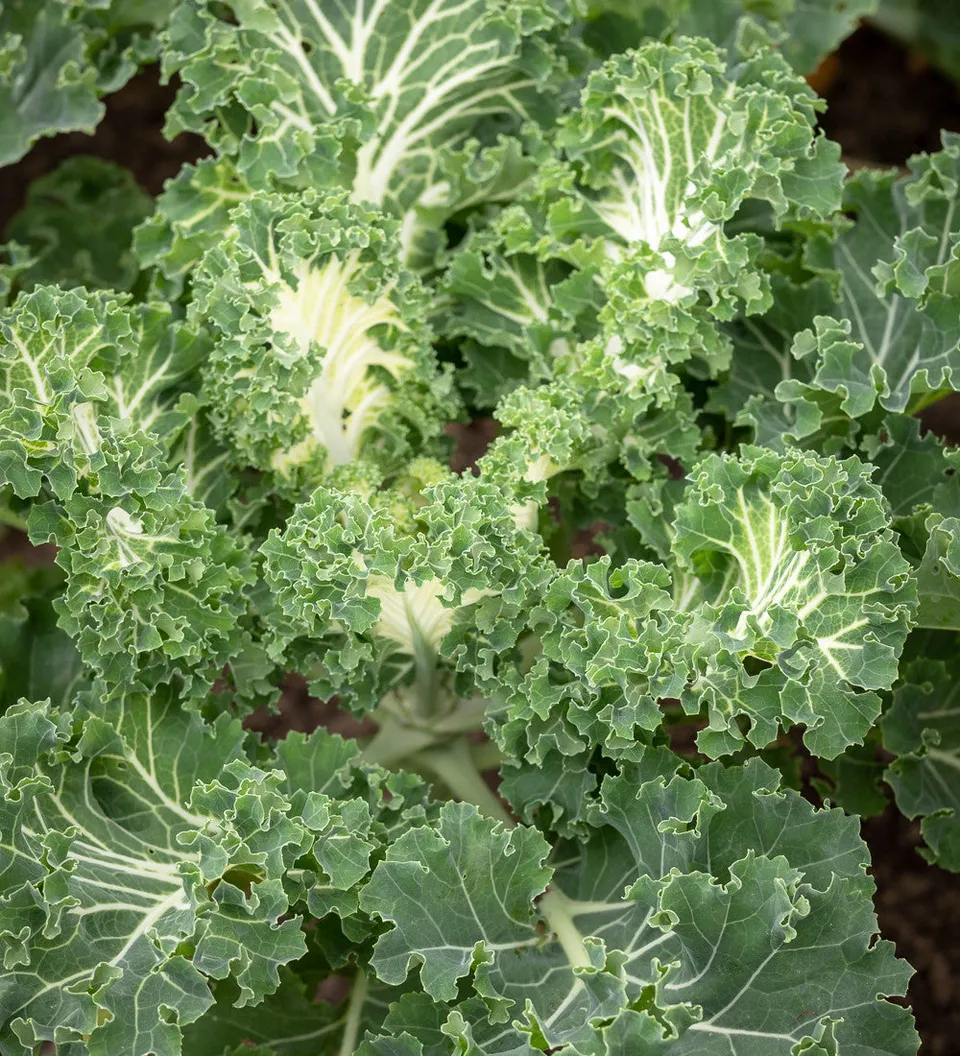 Sarah Raven Seeds Kale Emerald Ice Grünkohl 30 Samen Salat