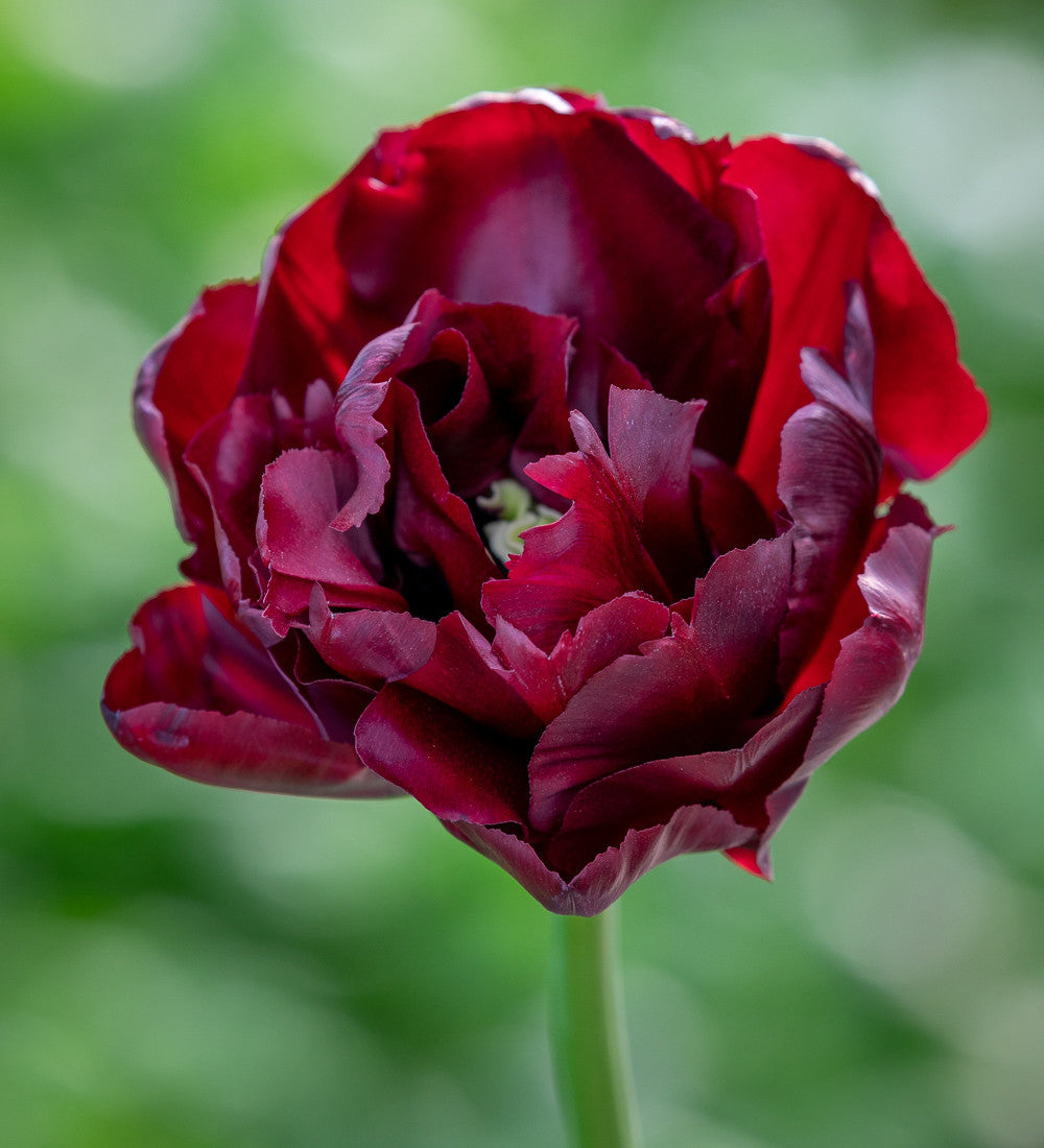 Sarah Raven Bulbs Tulpe Palmyra Blumenzwiebeln 10 Stück rot