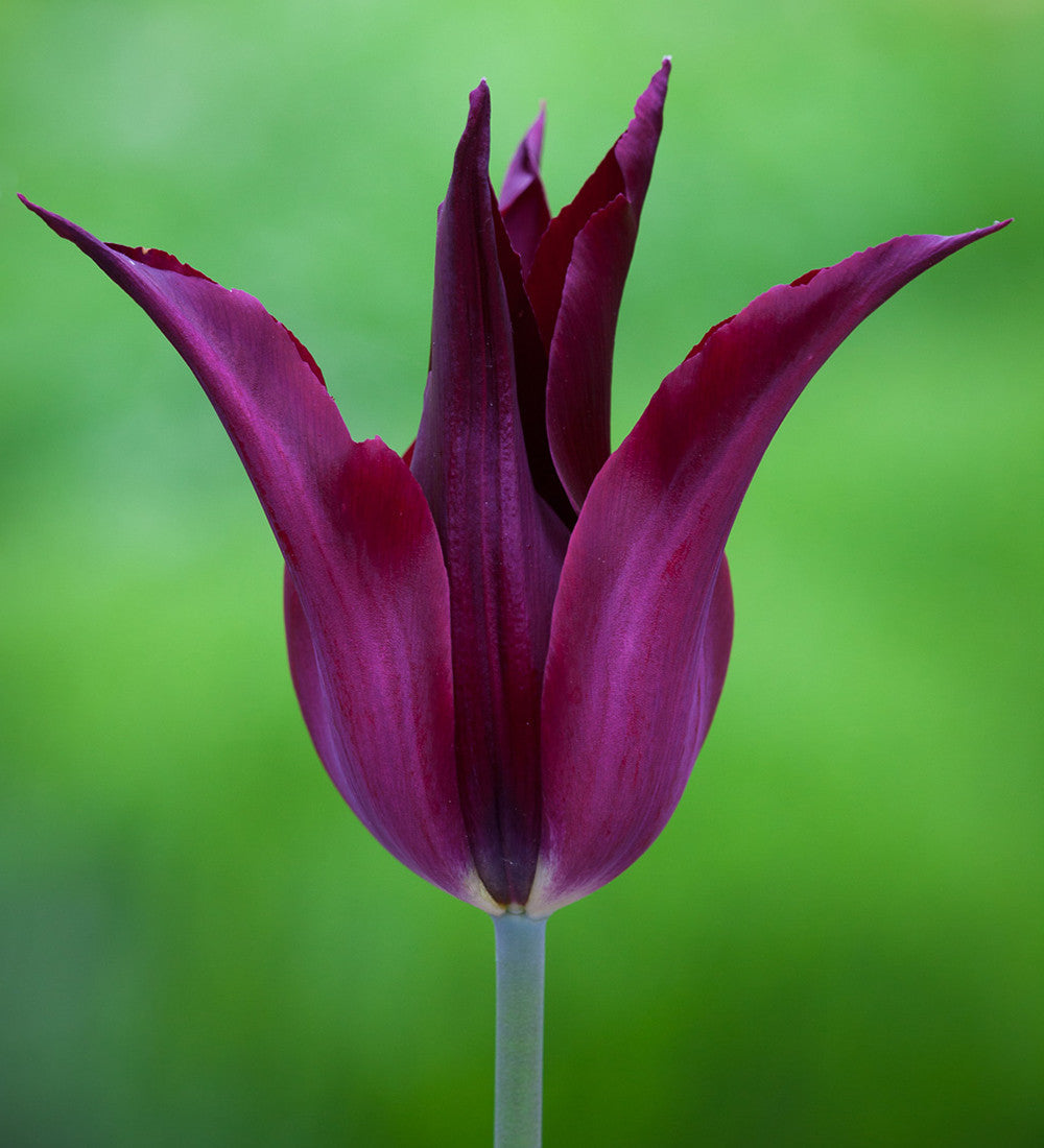 Sarah Raven Bulbs Bold Brilliant Tulpenzwiebeln 20 Stück lilienblütig