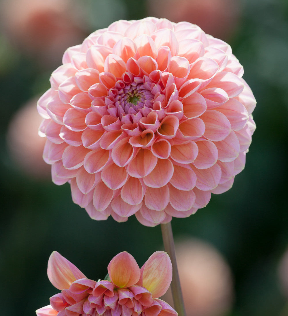 Sarah Raven Bulbs Rubens Dahlien Kollektion Dahlienknollen 5 Knollen essbar