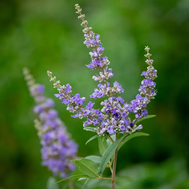 Sarah Raven Plants Vitex Daniel Searle Strauch 1x 2 Liter Topf