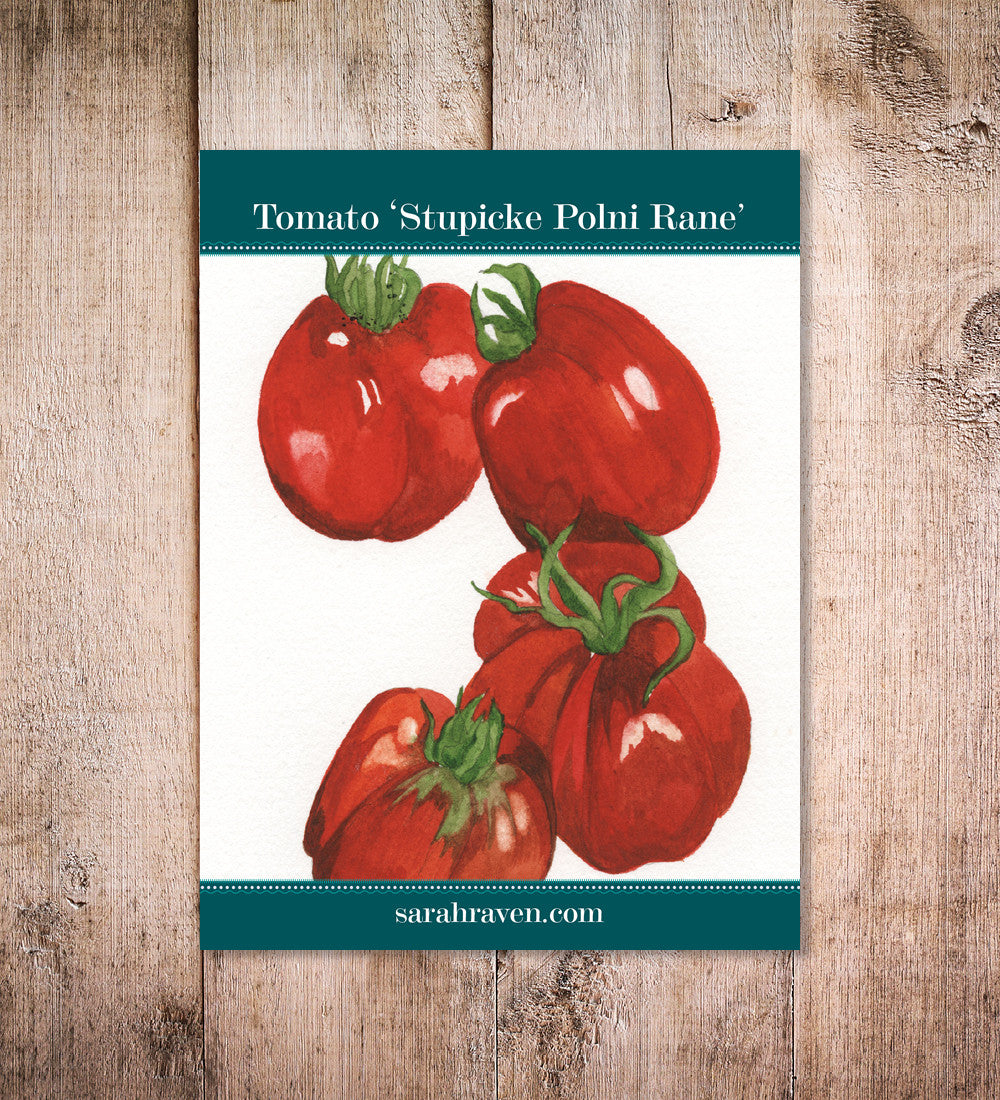 Sarah Raven Seeds Tomate Stupicke Polni Rane Samen 50 Samen ertragreich