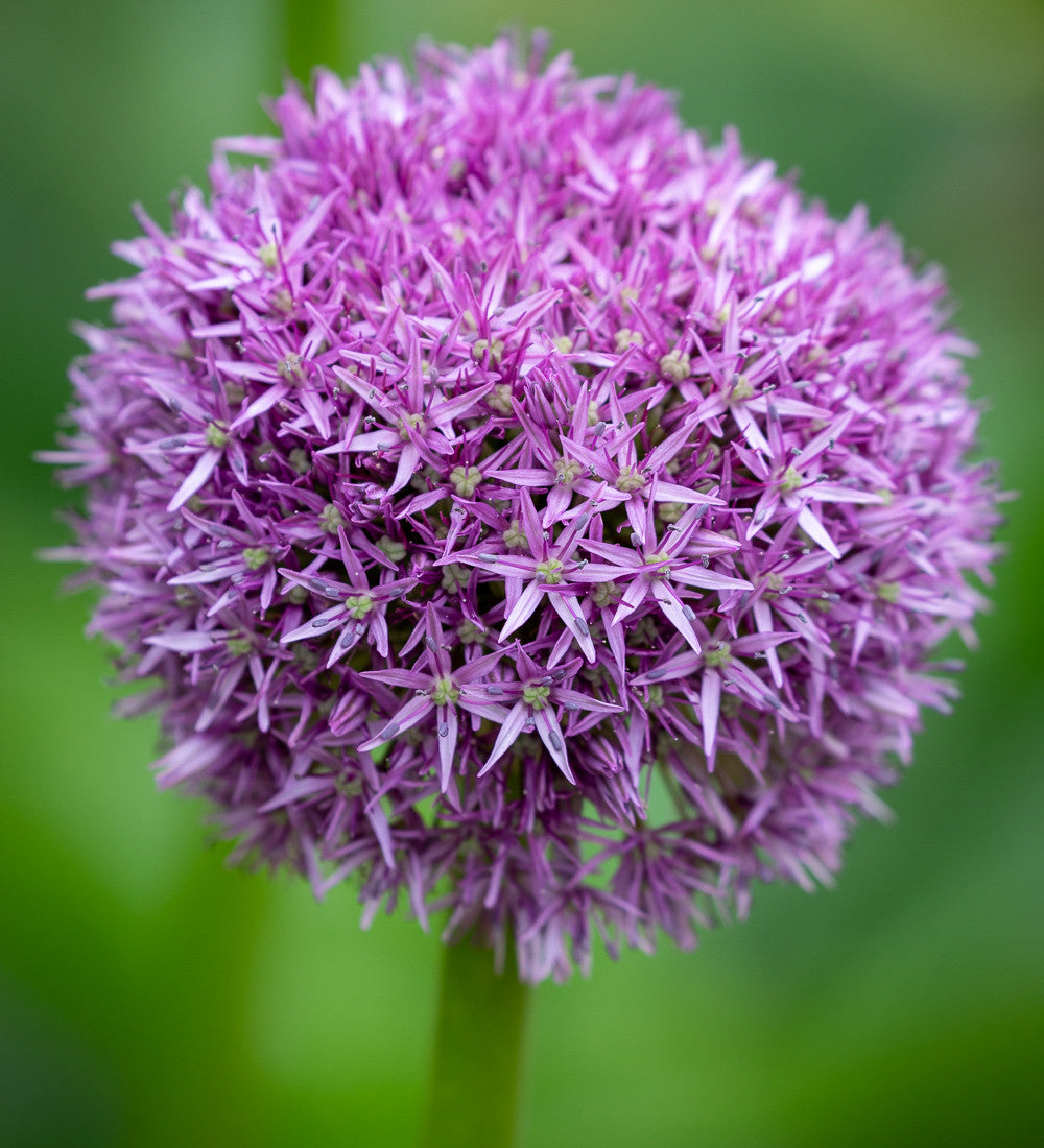 Sarah Raven Bulbs Allium Globemaster Blumenzwiebeln 3 Stück