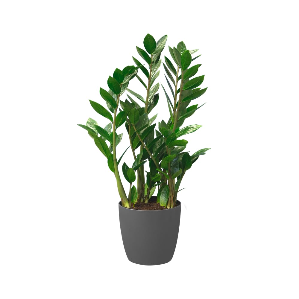elho Brussels Blumentopf Rund 25 2er Set anthrazit 25cm