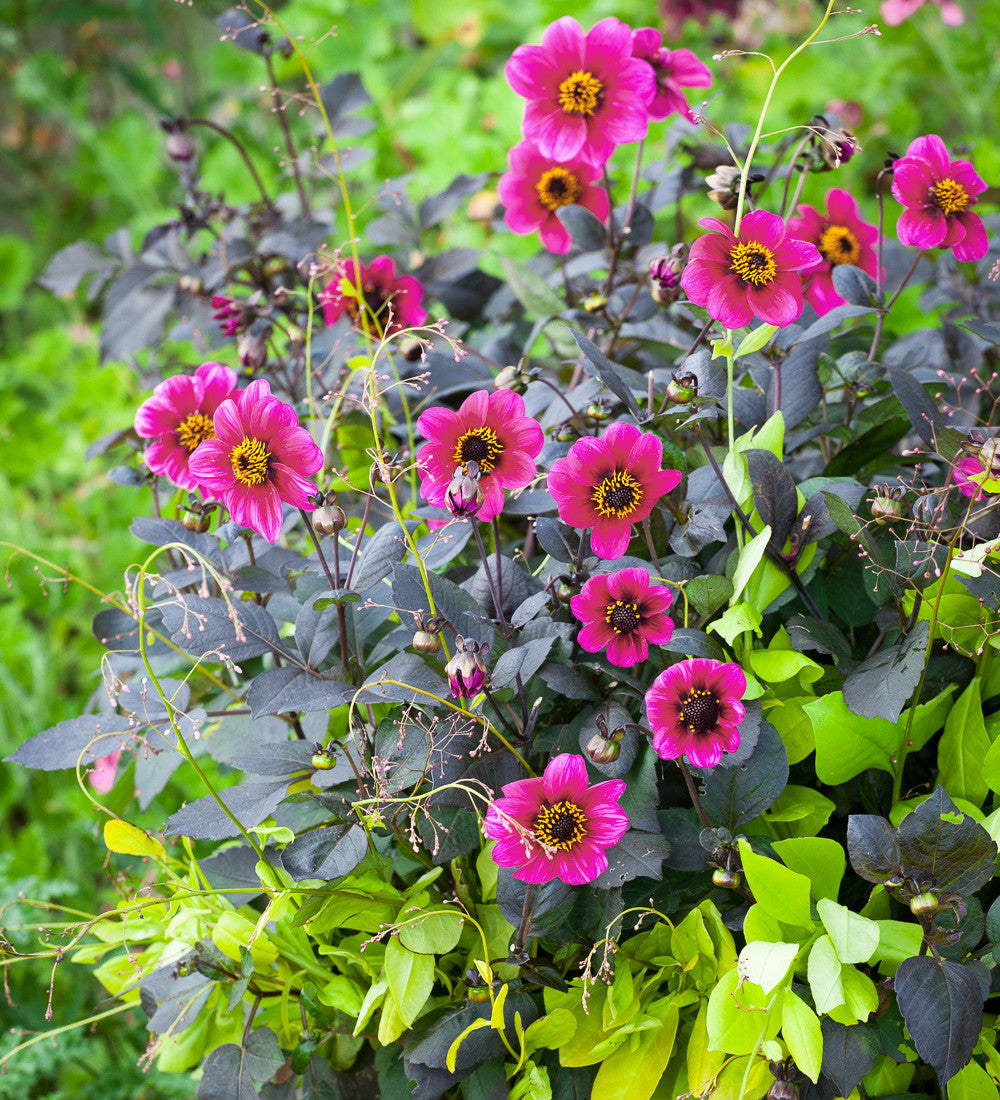 Sarah Raven Plants Dahlia Roxy Pflanzen 3x 9cm magenta