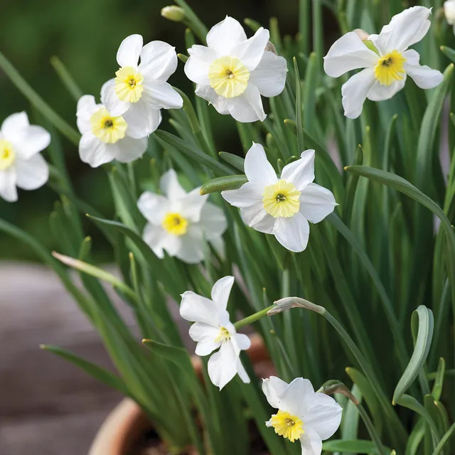 Sarah Raven Narcissus Segovia Narzisse Weiß Duftend 15 Zwiebeln