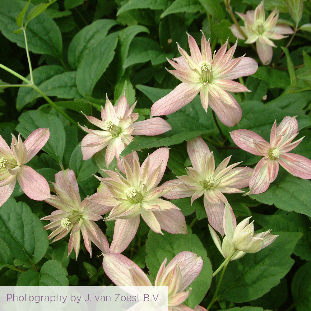 Sarah Raven Plants Clematis Marjorie Kletterpflanze 2-L Topf rosa